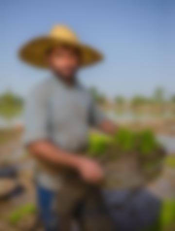 Working in a rice paddy in Lasht-e Nesha