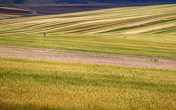 Farms around Qazvin