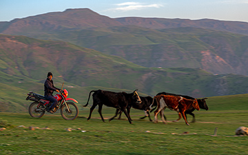 Cowboy herding cattle