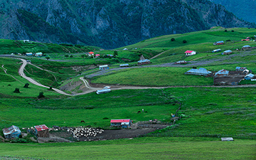 Sheep sleeping on the pastures