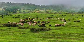 A shepherd and his flock at Gilan Province