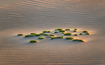 Life in the desert