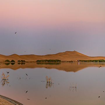 Birds flying over Pasab Pond